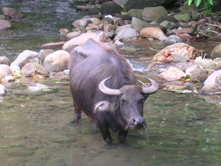 A carabao standing in water in Dumaguete
