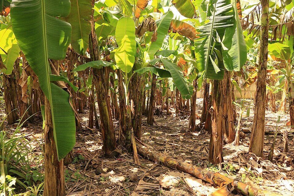 Rows of banana plants at Baton Farm in Danao, Cebu