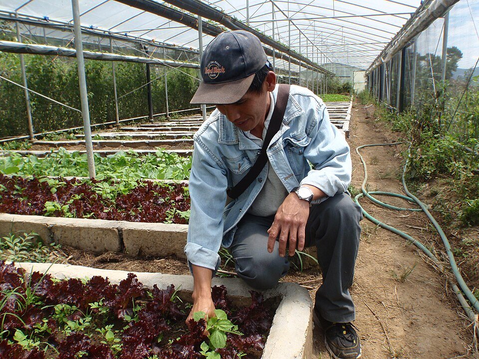 A farmer tending vegetables inside a greenhouse in Benguet
