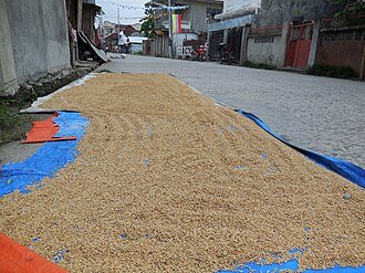 Harvested rice laid out to dry in Basey, Samar