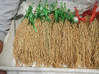 Bundles of harvested rice panicles in Baliuag, Bulacan