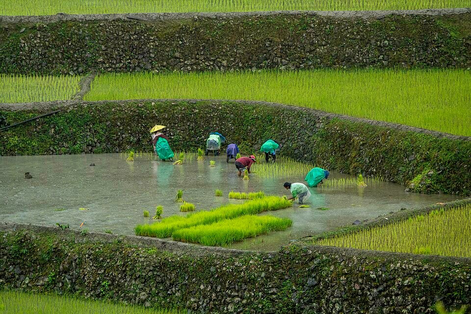 Farmers planting rice in the Happao terraces, Ifugao